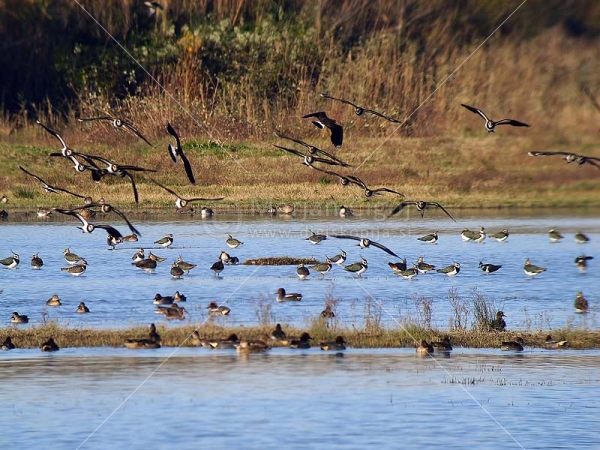 Klikni za ogled večje slike