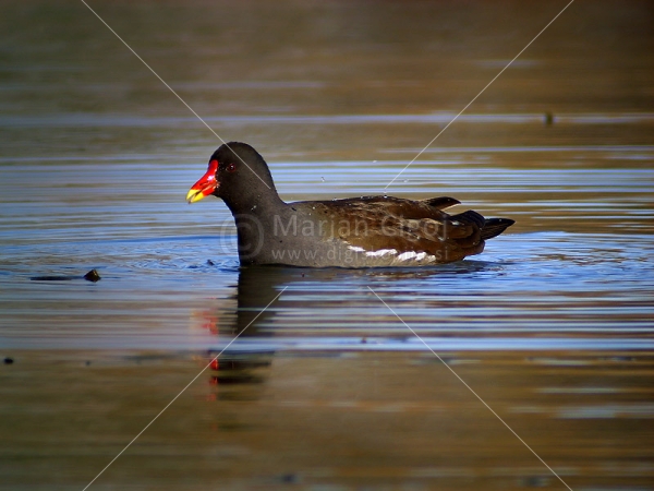 Klikni za ogled večje slike