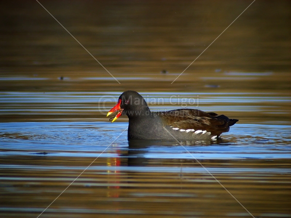 Klikni za ogled večje slike