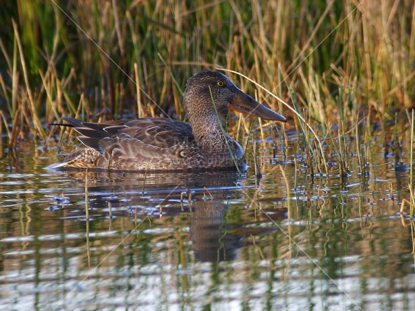 Klikni za ogled večje slike