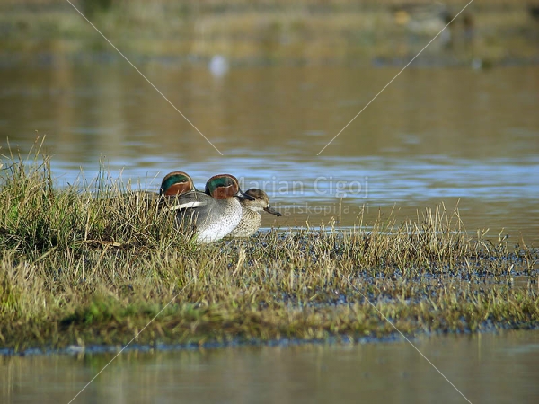 Klikni za ogled večje slike