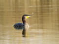 Veliki_kormoran_Cormorant_16.jpg