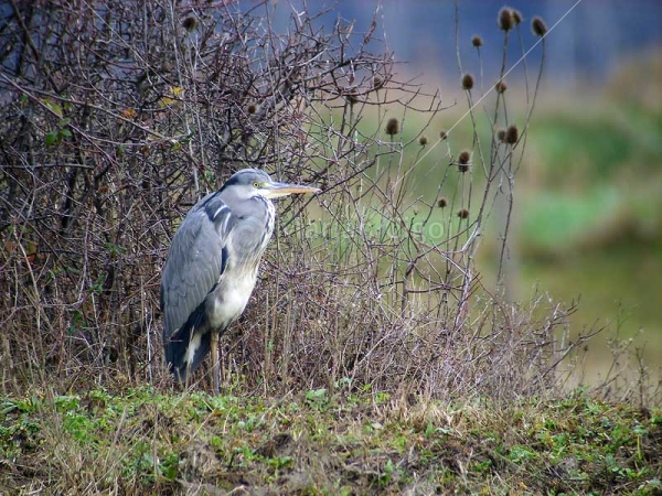Klikni za ogled večje slike