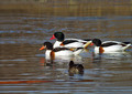 Duplinska_kozarka_Shelduck_03.jpg