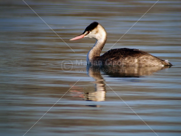 Klikni za ogled večje slike