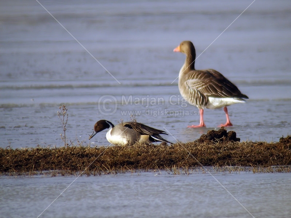 Klikni za ogled večje slike