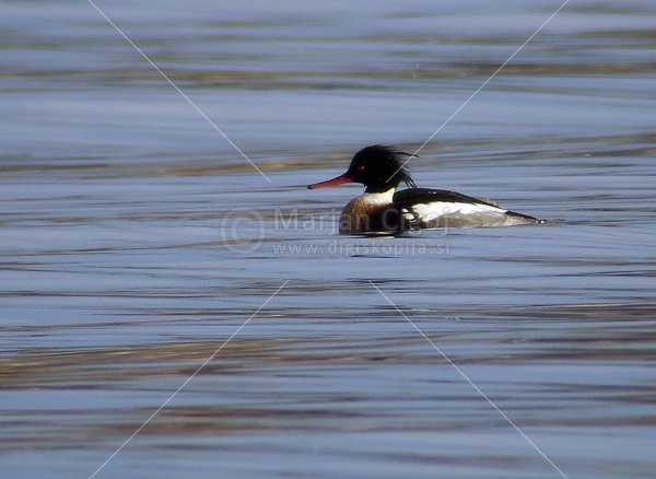 Klikni za ogled večje slike