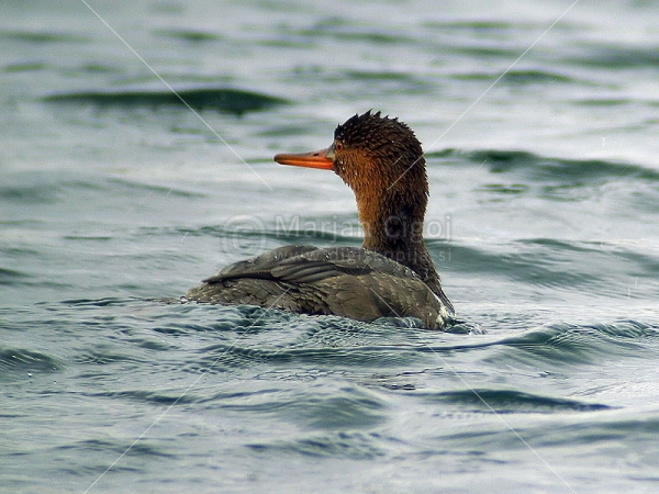 Klikni za ogled večje slike
