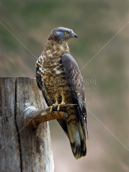 Klikni za ogled večje slike