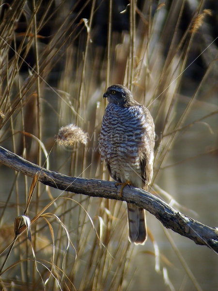 Klikni za ogled večje slike