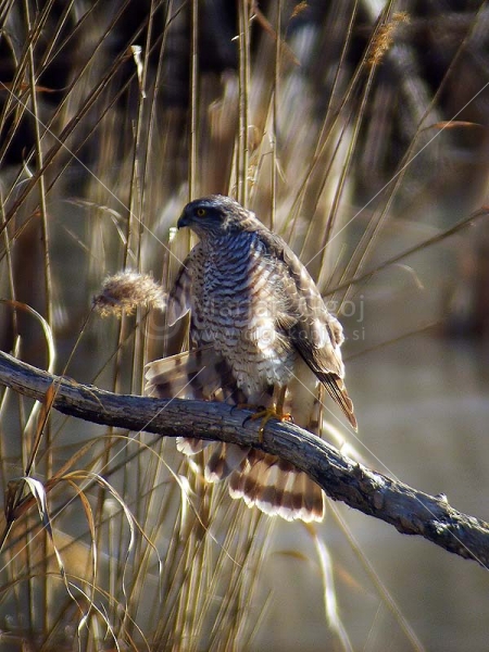 Klikni za ogled večje slike