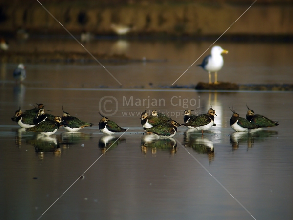 Klikni za ogled večje slike
