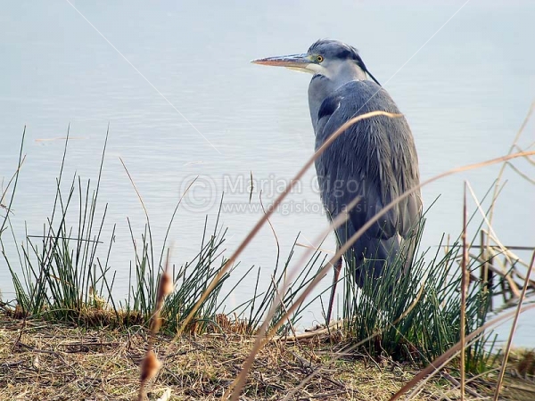 Klikni za ogled večje slike