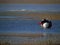 Duplinska_kozarka_Shelduck_04.jpg