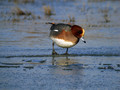 Zvizgavka_Wigeon_Anas_penelope_Plovci_Anatidae_01.jpg