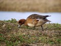 Zvizgavka_Wigeon_Anas_penelope_Plovci_Anatidae_02.jpg