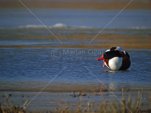 Klikni za ogled večje slike