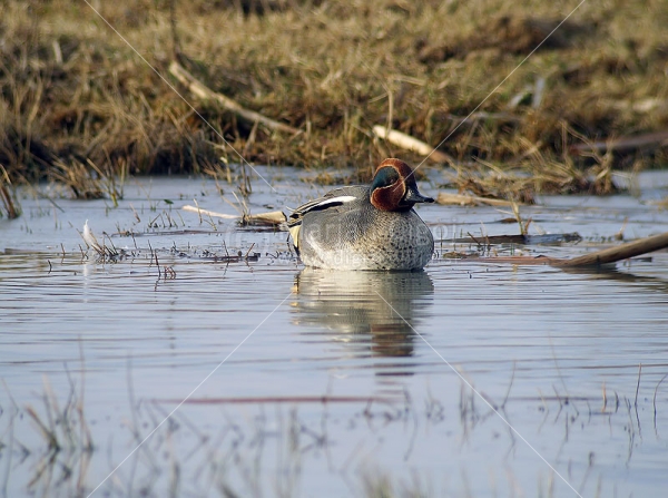 Klikni za ogled večje slike