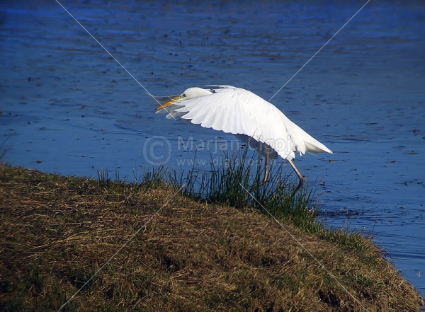Klikni za ogled večje slike