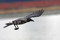 Siva_vrana_Hooded_crow_05.jpg