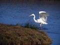 Velika_bela_caplja_Great_white_egret_13.jpg