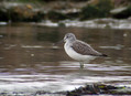Zelenonogi_martinec_Greenshank_Tringa_nebularia_06.jpg