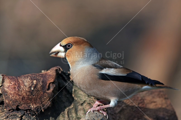 Klikni za ogled večje slike