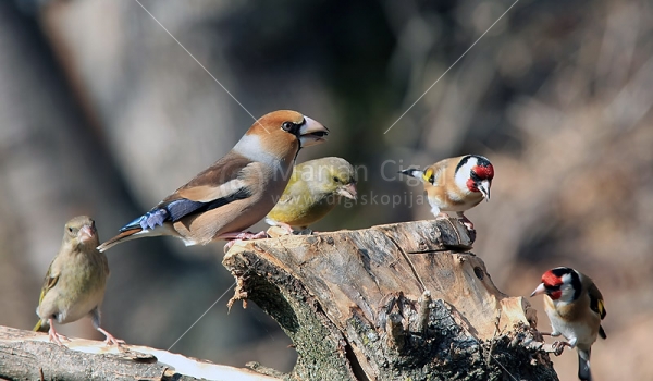 Klikni za ogled večje slike