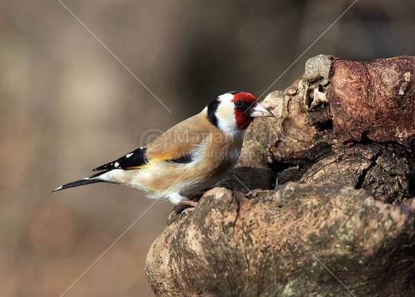Klikni za ogled večje slike