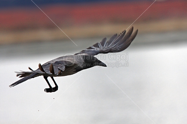 Klikni za ogled večje slike