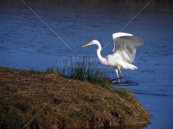 Klikni za ogled večje slike