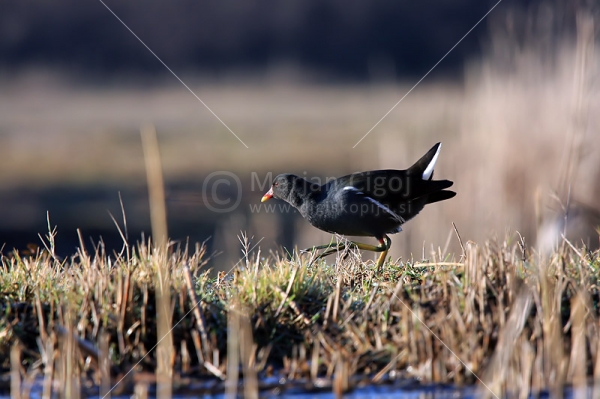 Klikni za ogled večje slike