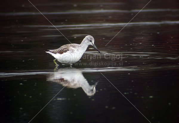 Klikni za ogled večje slike