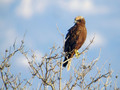 Rjavi_lunj_Marsh_harrier_Circus_aeruginosus_Orli_Accipitridae_01.jpg