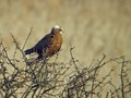 Rjavi_lunj_Marsh_harrier_Circus_aeruginosus_Orli_Accipitridae_02.jpg