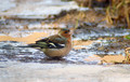 Scinkavec_Chaffinch_Fringilla_coelebs_Scinkavci_Fringillidae_12.jpg