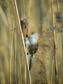 Brkata_sinica_Bearded_tit_Panurus_biarmicus_Timalije_Timaliidae_01.jpg