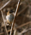 Tamariskovka_Moustached_warbler_Acrocephalus_melanopogon_Penice_Sylviidae_01.jpg
