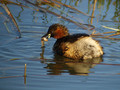 Mali_ponirek_Little_grebe_Tachybabtus_ruficollis_Ponirki_Podicipedidae_05.jpg