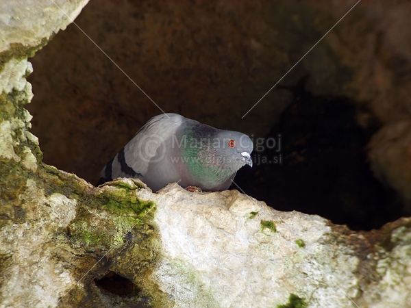 Klikni za ogled večje slike