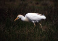 Kravja_caplja_Bubulcus_ibis_Caplje_Ardeidae_02.jpg