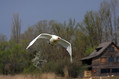 Labod_grbec_Mute_swan_Cygnus_olor_Plovci_Anatidae_09.jpg