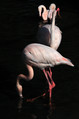 Veliki_plamenec_Greater_flamingo_07.jpg