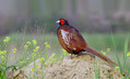 Fazan_Pheasant_11.jpg