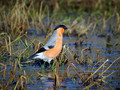 Kalin_Bullfinch_Pyrrhula_pyrrhula_Scinkavci_Fringillidae_04.jpg