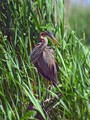 Rjava_caplja_Purple_heron_05.jpg