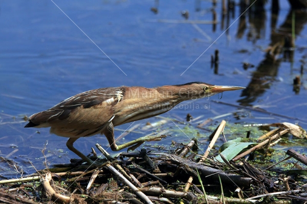 Klikni za ogled večje slike