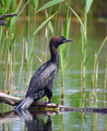 Pritlikavi_kormoran_Pygmy_cormorant_Phalacrocorax_pygmeus_Kormorani_Phalacrocoracidae_03.jpg