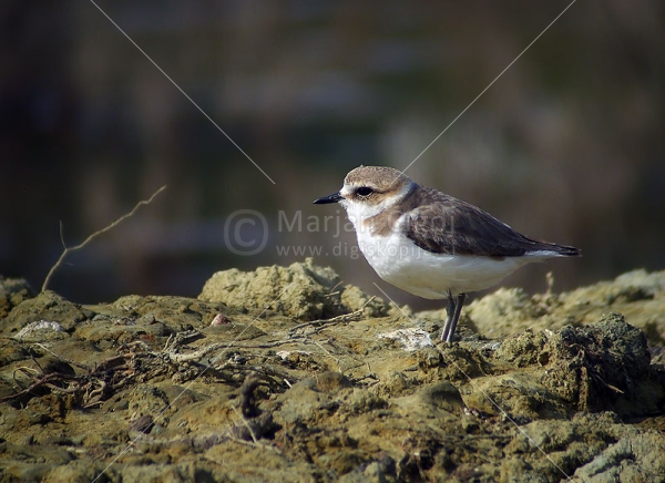 Klikni za ogled večje slike