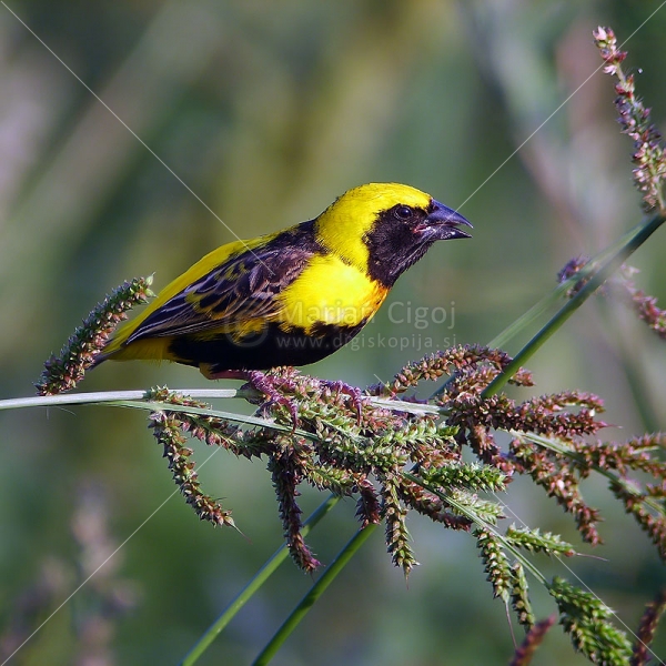 Klikni za ogled večje slike